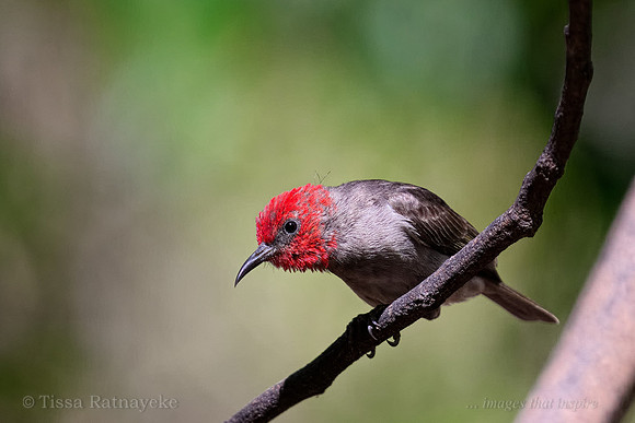 Red-headed Honeyeater - male