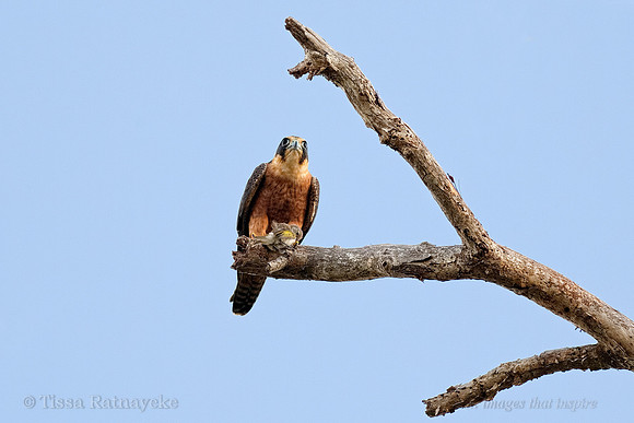 Australian Hobby with Rufous-banded Honeyeater