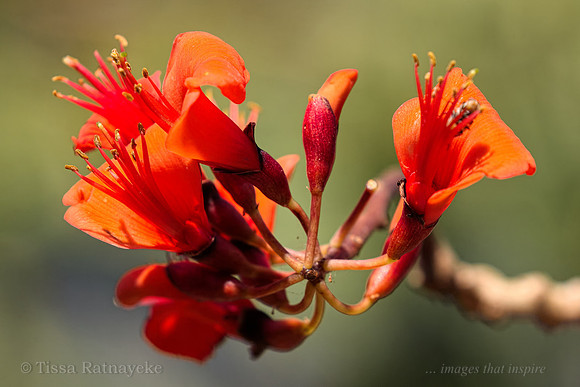 Bat's Wing Coral Tree (Erythrina vespertilio) - Darwin - NT