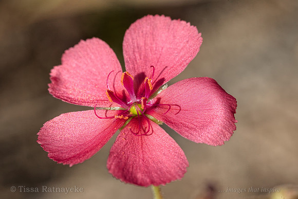 Drosera indica - large flower form - Darwin - NT