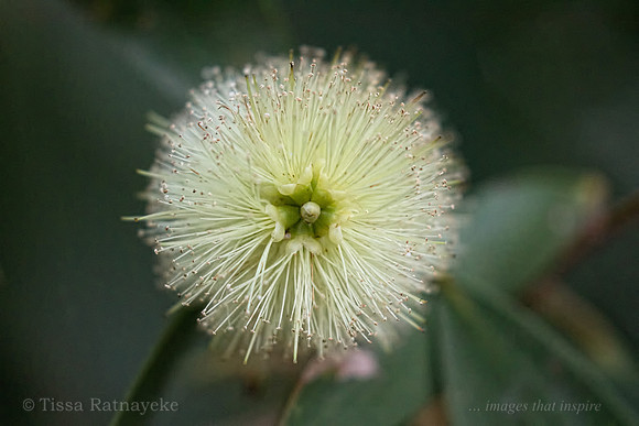 Melaleuca viridiflora Flower - Darwin - NT