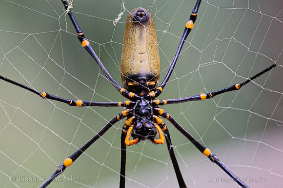 Northern/Giant Golden Orb-weaver Spider - Nephila pilipes - Darwin - NT