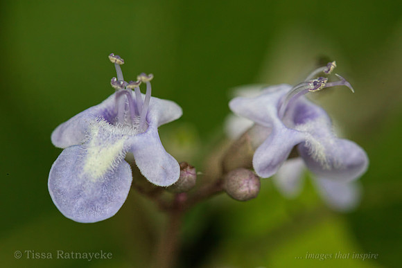 Flowers of Vitex trifolia