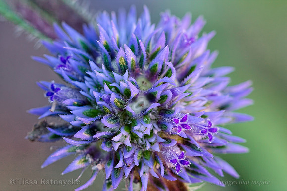 Spermacoce leptoloba