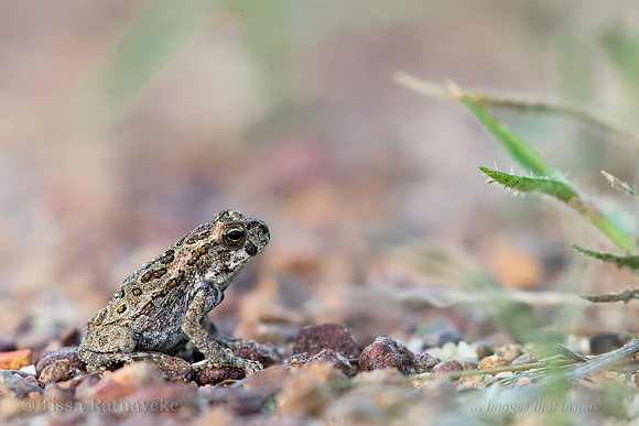 Young Cane Toad - Rhinella marina - Darwin - NT
