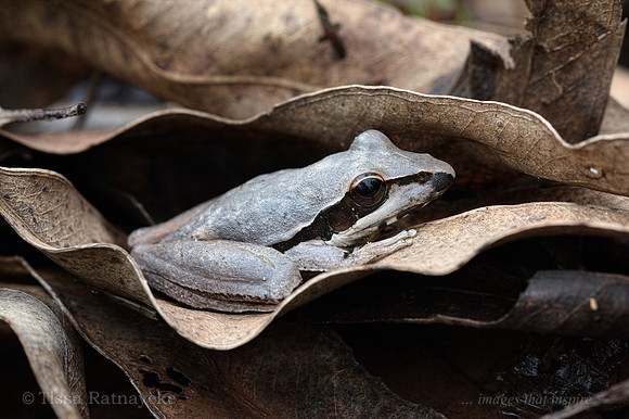 Spaldings (previously Wotjulum) Rocket Frog - Litoria spaldingi - Darwin - NT