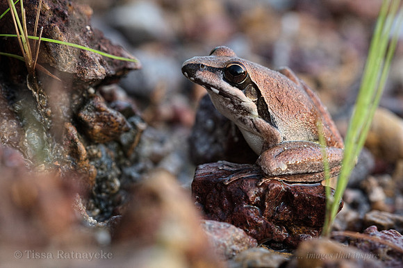 Spaldings (previously Wotjulum) Rocket Frog - Litoria spaldingi - Darwin - NT