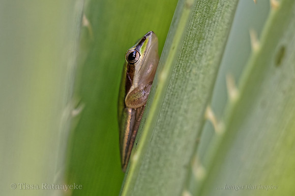 Northern Sedge Frog - Litoria bicolor - Darwin - NT
