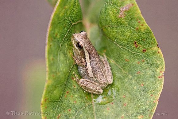 Juvenile Desert Tree Frog - Litoria rubella - Darwin  - NT- NT