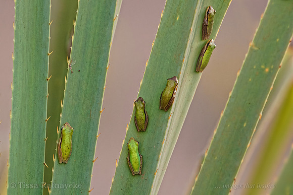 Northern Sedge Frog - Litoria bicolor - Darwin - NT