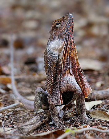 Frill-necked Lizard - Chlamydosaurus kingii - Darwin - NT