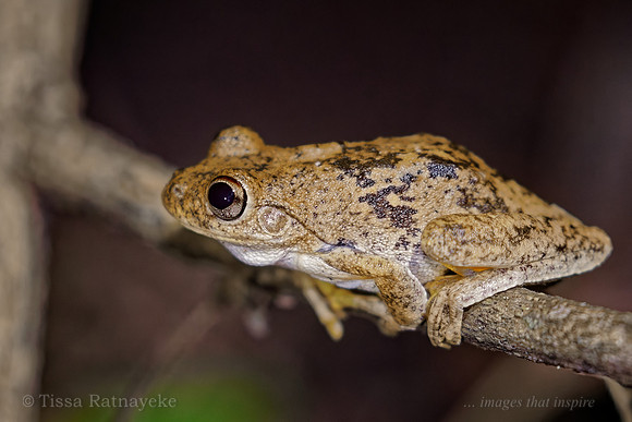 Roth's Tree Frog - Litoria Rothi - Darwin - NT