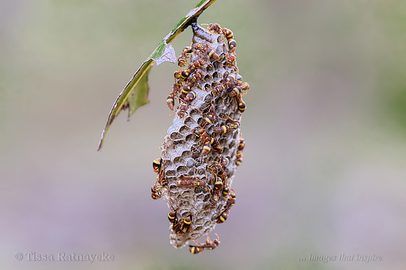 Paper Wasp - possibly Ropalidia gregaria - Darwin - NT