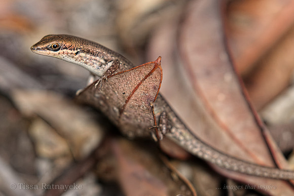Shaded-litter Rainbow-skink (Carlia munda) - Darwin - NT