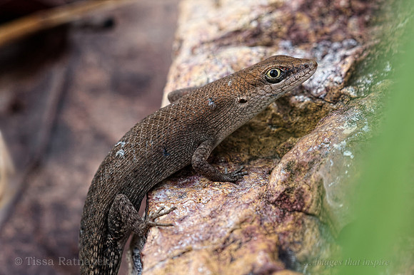 Two-spined Rainbow-skink (Carlia amax) - Darwin - NT