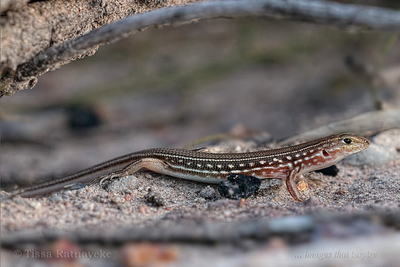 Top-end Lowlands Ctenotus (Ctenotus hilli) - Darwin - NT