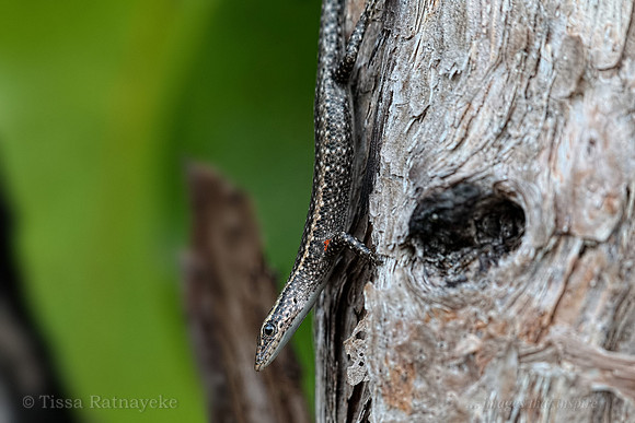 Swanson's snake-eyed skink (Cryptoblepharus cygnatus) - Darwin - NT