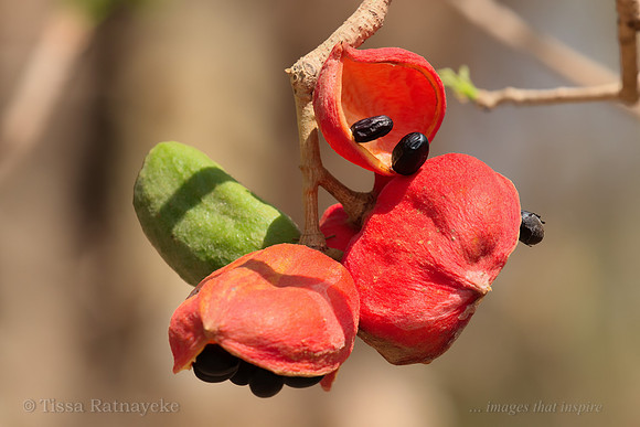 Fruit of Peanut Tree - Sterculia quadrifida - Darwin - NT