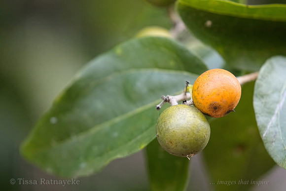 Fruit of Strychnine Tree - Strychnos lucida - Darwin - NT