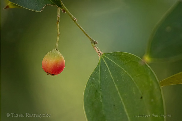 Fruit of Celtis philippensis - Darwin - NT
