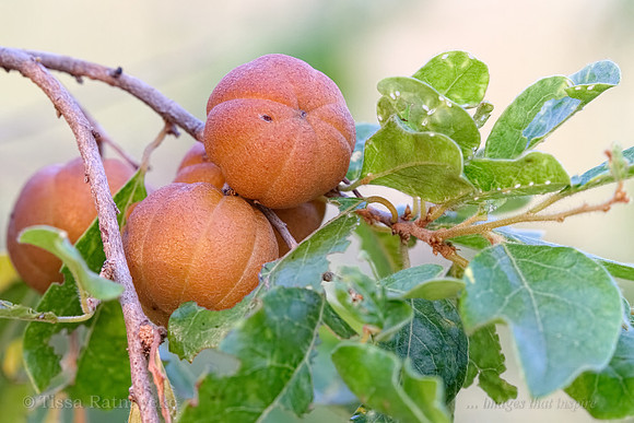 Orange Fruit of Quinine Tree - Petalostigma pubescens - Darwin - NT
