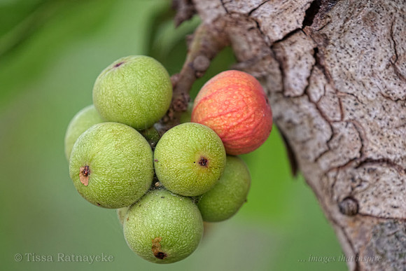 Cluster Fig Fruit - Ficus racemosa - Darwin - NT