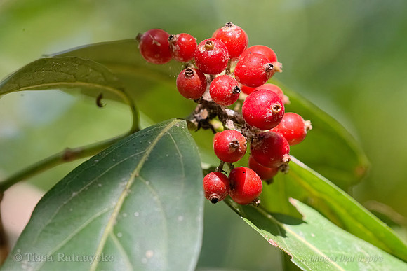 Red Fruit of Aidia racemosa - Darwin - NT