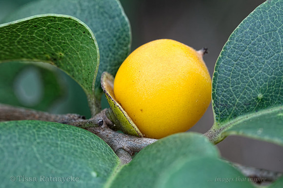 Yellow Fruit of Diospyros compacta - Darwin - NT