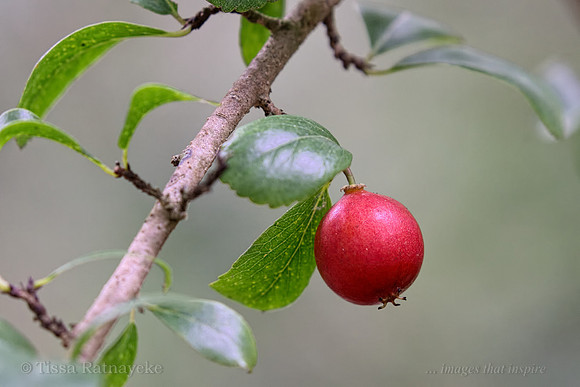 Red Fruit of Bush Cherry - Flacourtia territorialis - Darwin - NT