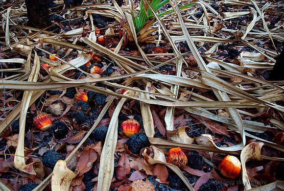 Pandanus spiralis seed pods after fire - Darwin - NT