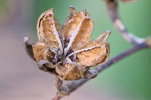 Beach Hibiscus Seedpod - Hibiscus tiliaceus - Darwin - NT