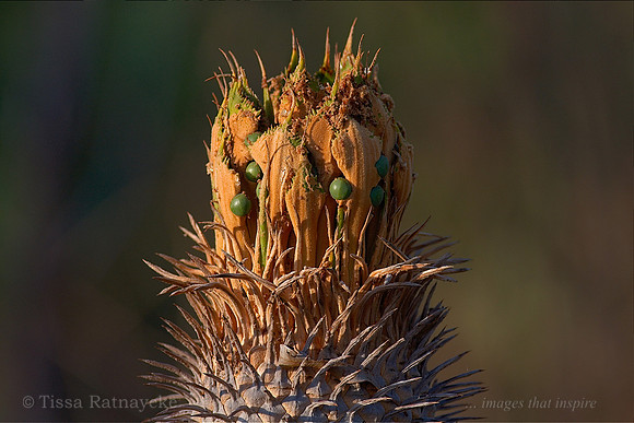 Cycad female - Cycas armstrongii - Darwin - NT