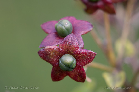 Fruit of Lolly Bush - Star Fruit - Clerodendrum floribundum - Darwin NT