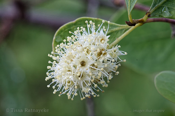 Flowers of Terminalia pterocarya - Darwin - NT