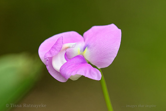 Mauve Flower - Vigna vexillata - Darwin - NT