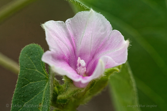 Mauve Flower of Ipomoea eriocarpa - Darwin - NT