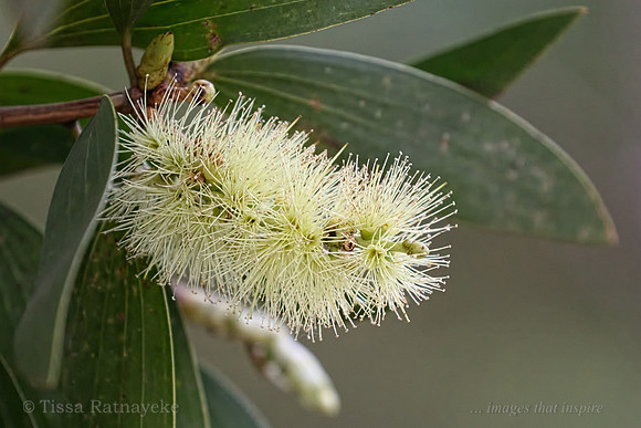 Melaleuca viridiflora Flower - Darwin - NT