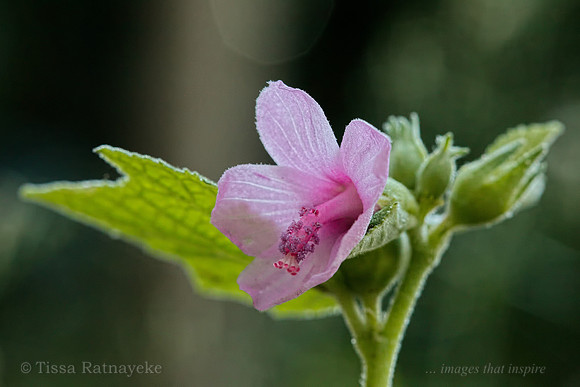 Pink Flower of Urena lobata -