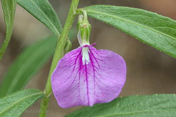 Pink Flower of Pigea (Hybanthus) enneaspermus - Darwin - NT