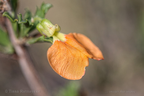 Orange Flower of Pigea (Hybanthus) aurantiaca - Darwin - NT