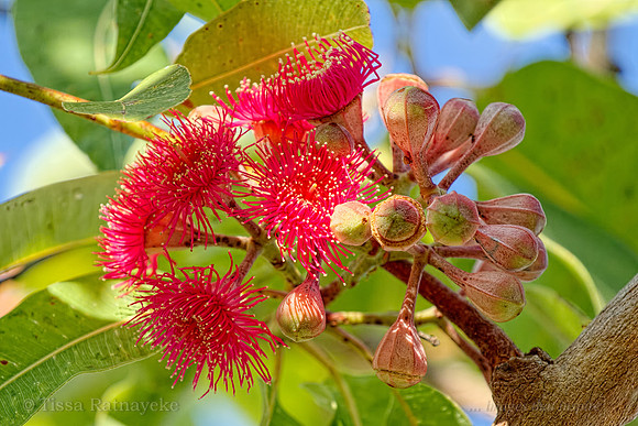 Red Flowers of Swamp Bloodwood - Corymbia ptychocarpa - Darwin - NT