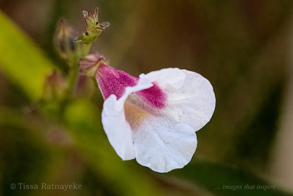 White and Maroon Flower of Centranthera cochinchinesis - Darwin - NT