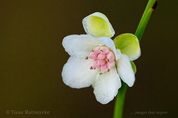 White and Pink Flower of Hibbertia (Pachynema) juncea - Darwin - NT