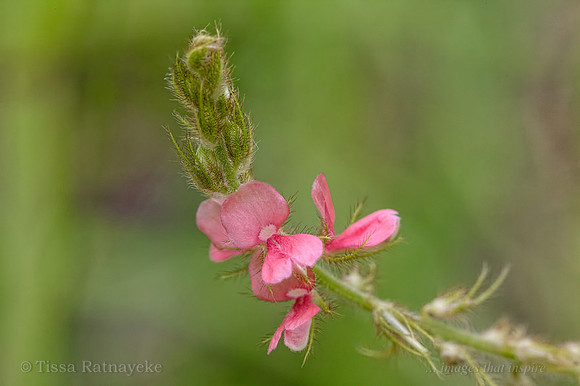 Pink Flower of Indigofera hirsuta - Darwin - NT