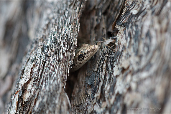 Skink (Cryptoblepharus sp.) Hiding Under Bark - Darwin - NT