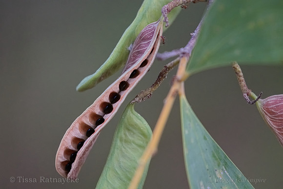 Mature and Green Seedpod of Acacia aulacocarpa