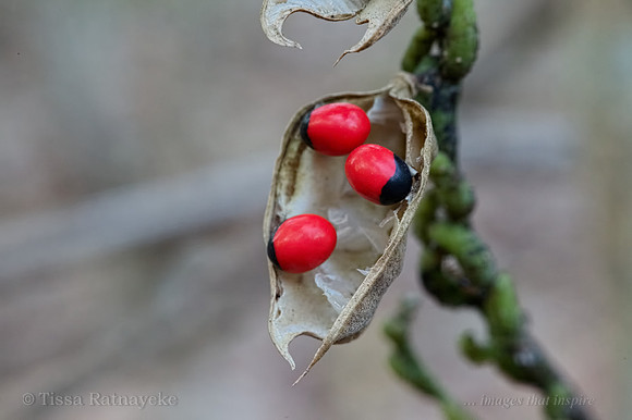 Crab's Eye Vine Seeds - Abrus precatorius