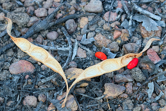 Bats-wing Coral Tree Seedpod - Erythrina vespertilio
