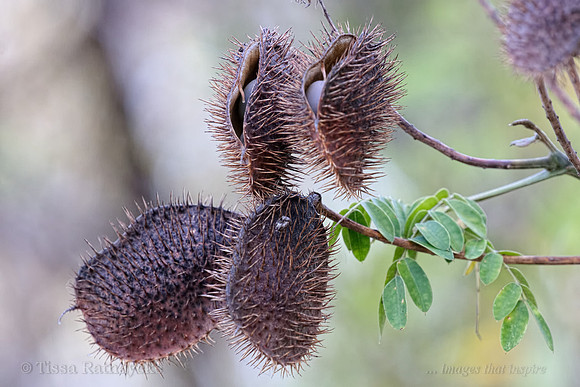 Prickly Seedpod of Caesalpinia bonduc