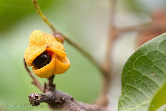 Yellow Fruit of Cupaniopsis anacardioides